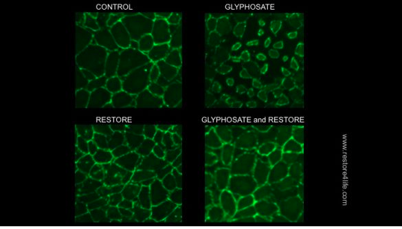 Protect Your Gut from Glyphosate. #guthealth #sponsor #realfood #noGMO